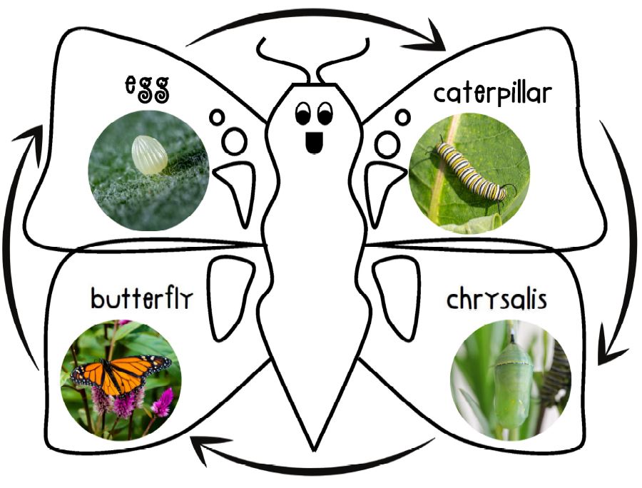 let-s-learn-the-butterfly-life-cycle-with-fulton-county-public-works